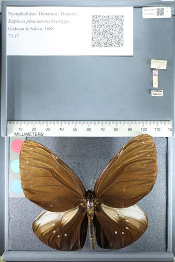 Media type: image;   Entomology 159055